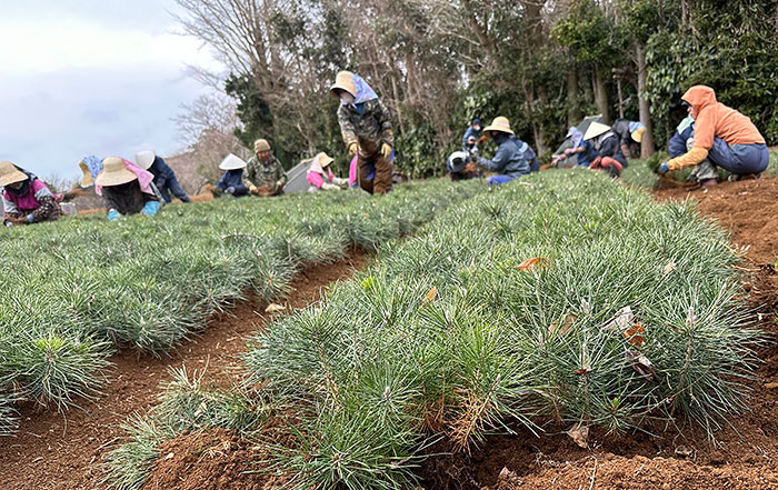 松の苗取り作業
